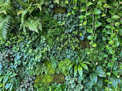 现代绿植墙 垂直绿化墙 植物墙 绿植背景墙 仿真植物 装饰墙面