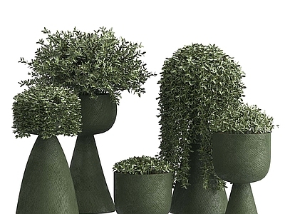盆栽 现代植物盆栽