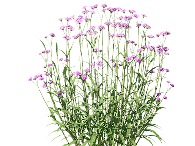 花草 柳叶马鞭草
