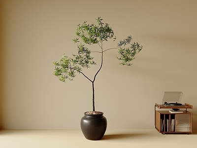 盆栽 花艺 现代