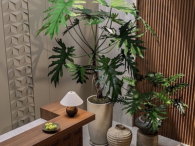 盆栽 春羽 网红植物