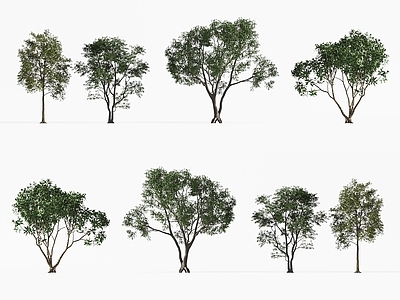 景观树 景观树 行道树 乔木 庭院树木 城市树木