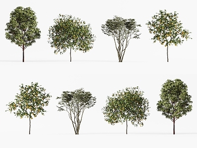 景观树 景观树 行道树 乔木 城市树木 庭院树木