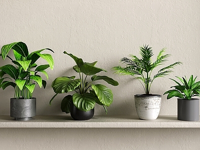 盆栽 花瓶花卉 花草 盆栽