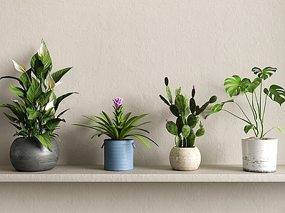 盆栽 仙人掌 龟背竹 盆栽 花草 花瓶花卉