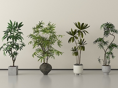 盆栽 盆栽盆景 现代盆栽植物