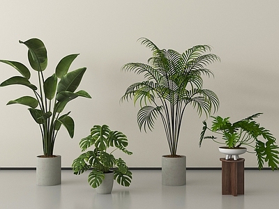 盆栽 绿植盆栽 盆栽盆景 现代盆栽植物