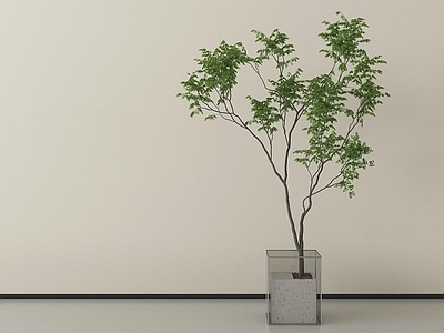 盆栽 绿植盆栽 盆栽盆景 现代盆栽植物