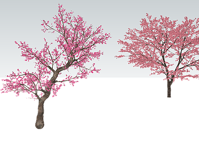 乔木 梅花 樱花 花树 歪脖子树