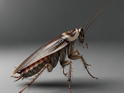 其他动物 蟑螂 小强 昆虫 写实 虫子