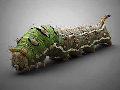 其他动物 毛毛虫 虫子 昆虫