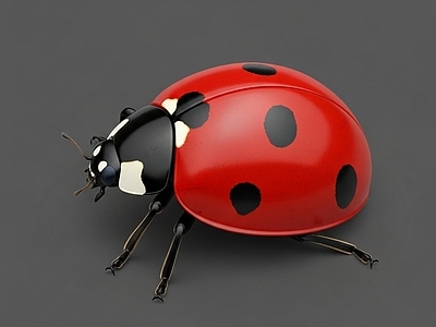 其他动物 七星瓢虫 甲虫 昆虫 写实 虫子