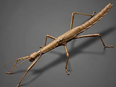 其他动物 竹节虫 昆虫 虫子 写实
