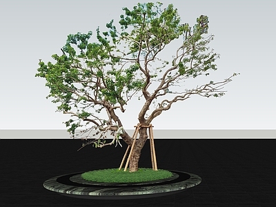 乔木 2D特选造型乔木 点景特选精品乔木 示范区大区孤植树 景观树 树池乔木