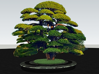 乔木 2D罗汉松黑松 特选造型孤植松树 小叶榕桩头 树池乔木 景观树