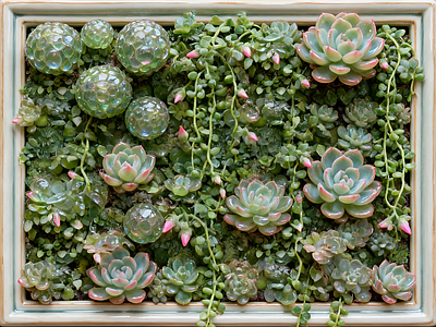 现代绿植墙 多肉植物 垂直绿化墙 室内园艺墙 植物墙 仿真绿植