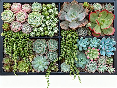 现代绿植墙 多肉植物 垂直绿化墙 室内园艺墙 植物墙 仿真绿植