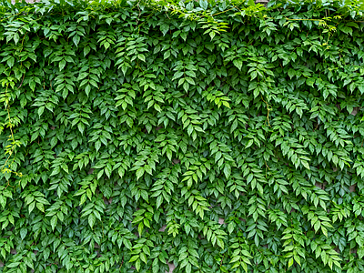 现代绿植墙 爬藤植物 垂直绿化墙 植物墙 仿真绿植