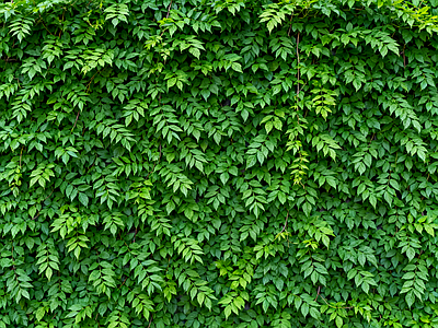 现代绿植墙 爬藤植物 垂直绿化墙 植物墙 仿真绿植 爬藤围墙
