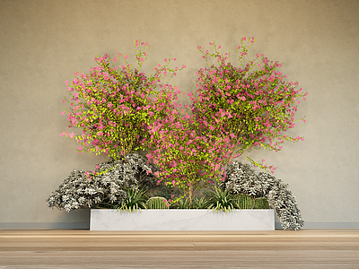 植物组合 芙蓉菊 三角梅 灌木 花镜花箱 植物堆