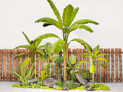 植物组合 现代庭院景观石头 造景块石头绿植 狐尾天门冬 巴蕉绿植