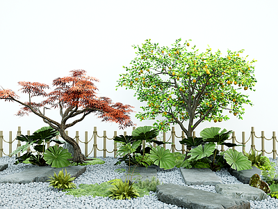 植物组合 乔木 橘子树 红枫景观造景树 枫树 石头汀步 苔藓微地形
