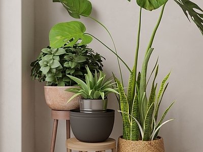 盆栽 现代植物盆栽组合