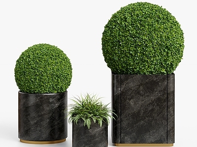 盆栽 现代盆栽植物 酒店盆栽 球型盆栽 售楼部盆栽 样板房植物景观