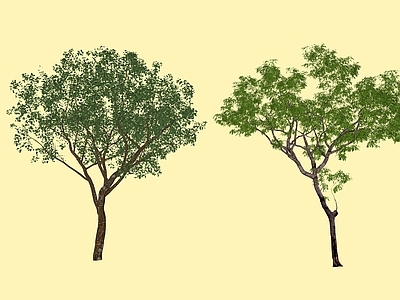 乔木 景观树 枫树 银杏 斜飘树 丛生树
