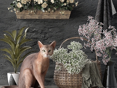 猫 猫 鲜花 盆栽
