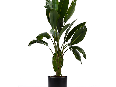 盆栽植物带花盆