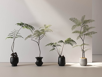 盆栽 绿植 盆栽 罗汉松 绿植盆栽 盆栽组合