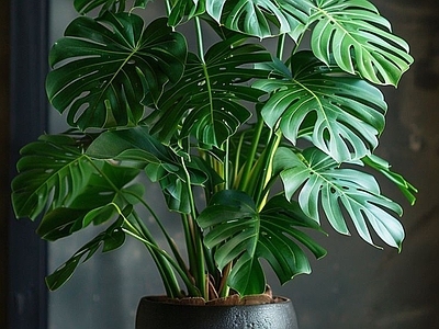 盆栽 龟背植物 现代绿植盆栽 室内绿植