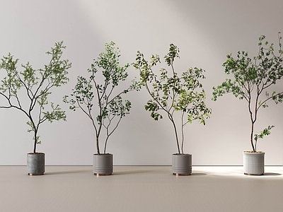 盆栽 绿植 盆栽 绿植组合 盆栽组合