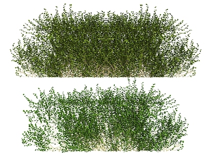 藤蔓 爬墙植物 爬藤墙 爬山虎 常春藤 藤蔓藤条绿植