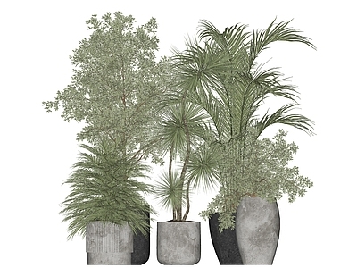盆栽 绿植盆栽 迎客松 松树 绿萝
