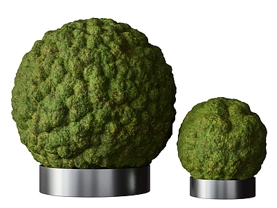 盆栽 植物球 球形植物盆栽 景观植物球