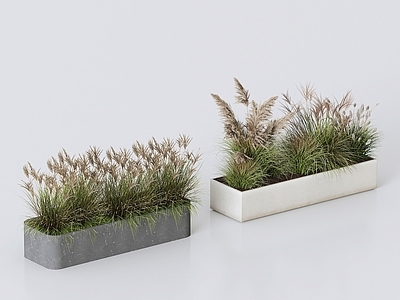 花草 花箱 芦苇