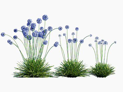 花草 花境 花葱 小花葱 大花葱 百子莲
