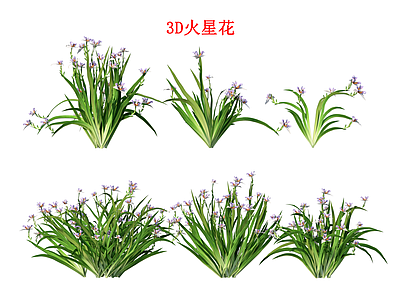 花草 花境 火星花 鸢尾 花坛花草