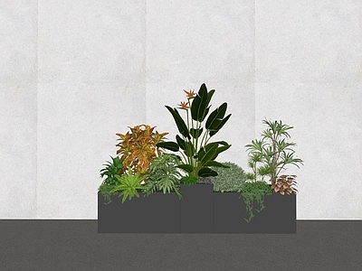 植物组合 盆栽组合