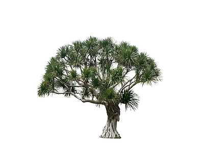 乔木 造型树 龙血树