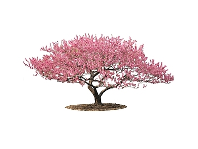 乔木 造型树 开花树 碧桃 乔木