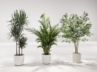 盆栽 盆栽 花盆 摆件 植物 室内装饰