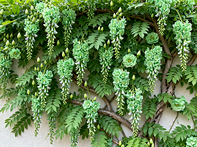 现代绿植墙 绿玉藤 爬藤植物 花卉植物 垂直绿化墙 植物墙