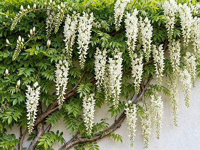 现代绿植墙 紫藤花 爬藤植物 花卉植物 垂直绿化墙 植物墙