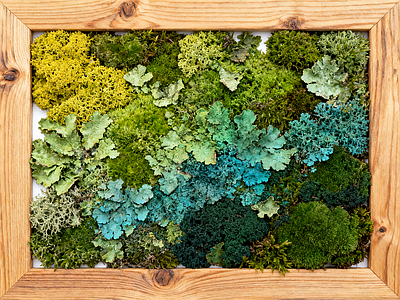 现代绿植墙 苔藓植物墙 永生苔藓 垂直绿化墙 绿化植物墙 室内景观墙