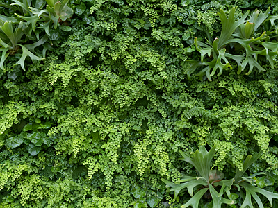 现代绿植墙 垂直绿化墙 植物墙 绿植背景墙 仿真植物 植物装饰墙面