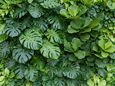 现代绿植墙 垂直绿化墙 植物墙 绿植背景墙 龟背竹 植物装饰墙面
