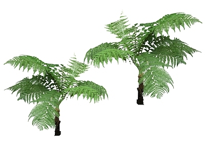 乔木 库伯树蕨 猫尾白桫椤 笔筒树 桫椤